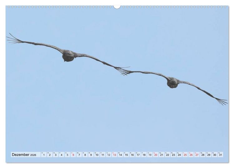 Produktbild: Kraniche auf dem Weg nach S&uuml;den (Wandkalender 2026 DIN A2 quer), CALVENDO Monatskalender