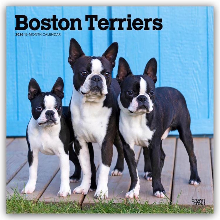 Produktbild: Boston Terriers 2026 – 16-Monatskalender
