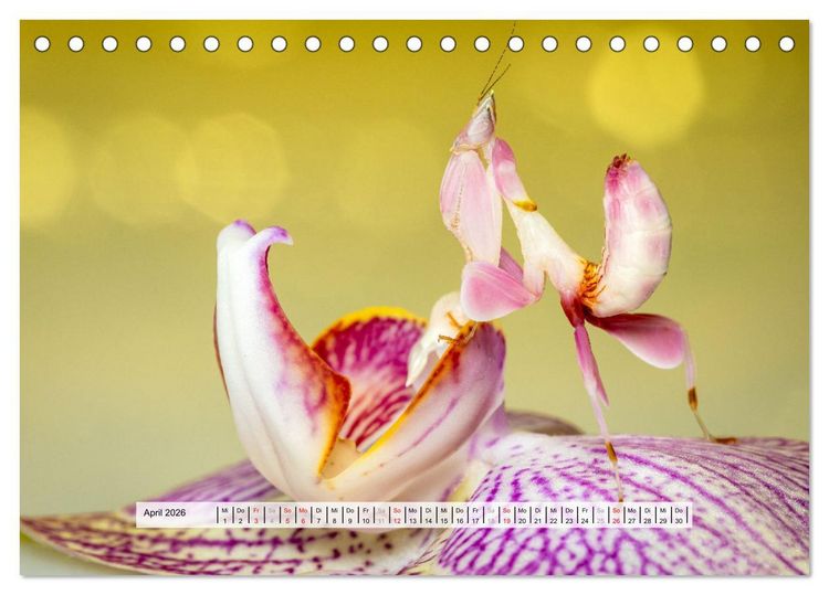 Produktbild: Die Orchideen Gottesanbeterin (Tischkalender 2026 DIN A5 quer), CALVENDO Monatskalender