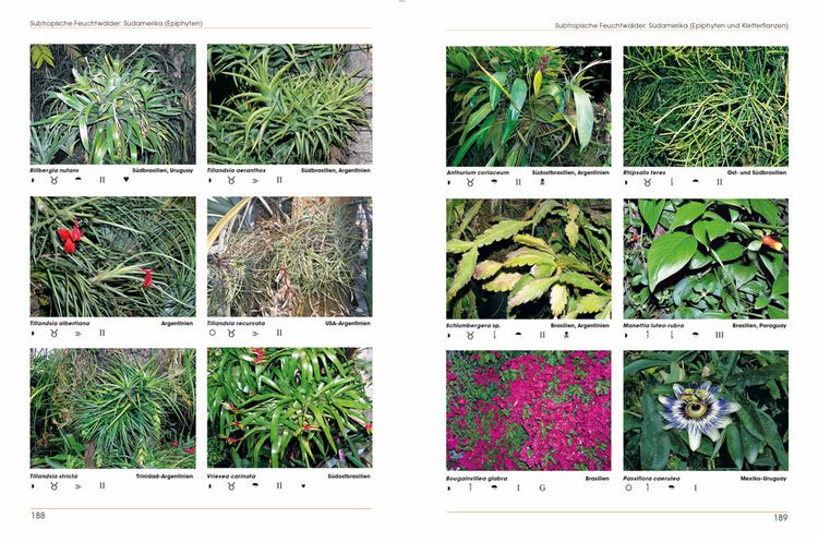 Produktbild: Pflanzen im Terrarium