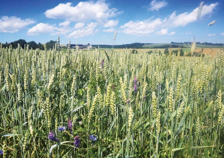Produktbild: Sehnsucht Weitwandern