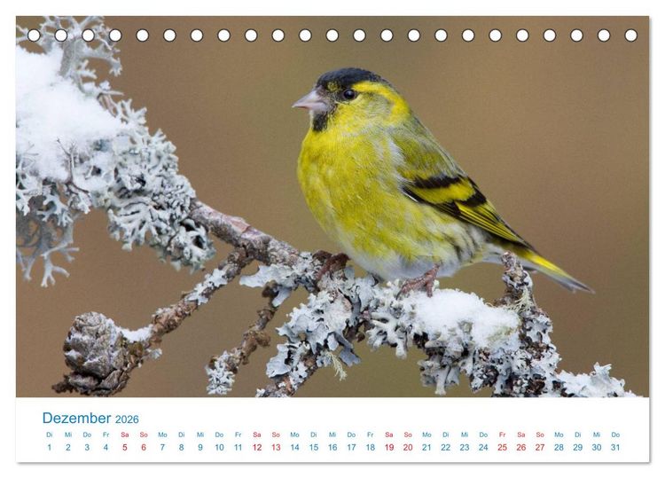 Produktbild: Singv&ouml;gel - 12 Arten im Garten (Tischkalender 2026 DIN A5 quer), CALVENDO Monatskalender