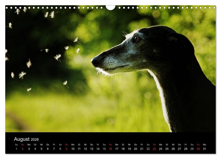 Produktbild: Der Windhundekalender (Wandkalender 2026 DIN A3 quer), CALVENDO Monatskalender