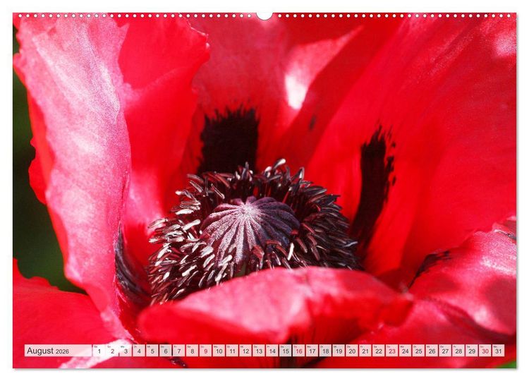 Produktbild: Roter Glanz Bl&uuml;tenpracht (hochwertiger Premium Wandkalender 2026 DIN A2 quer), Kunstdruck in Hochglanz