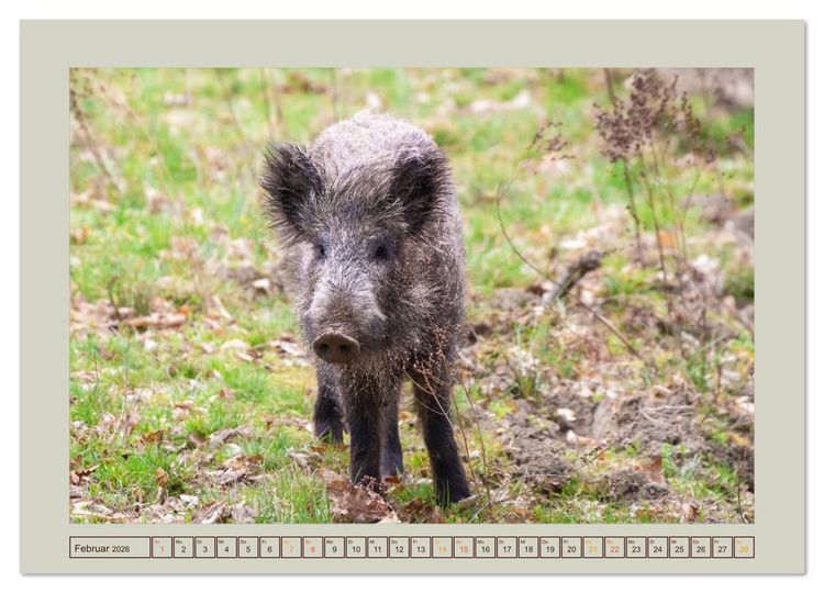 Produktbild: Wildschweine ganz nah an der Sau (Sus scrofa) von Tanja Riedel (hochwertiger Premium Wandkalender 2026 DIN A2 quer), Kunstdruck in Hochglanz