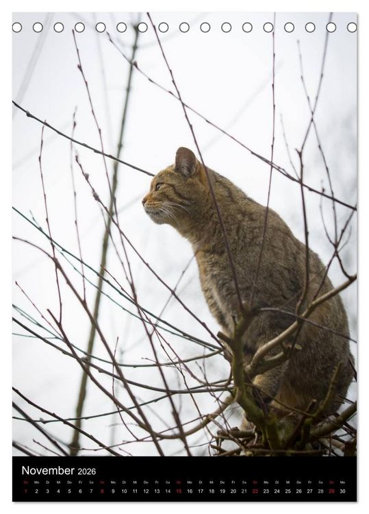 Produktbild: Wildkatzen - scheue J&auml;ger (Tischkalender 2026 DIN A5 hoch), CALVENDO Monatskalender