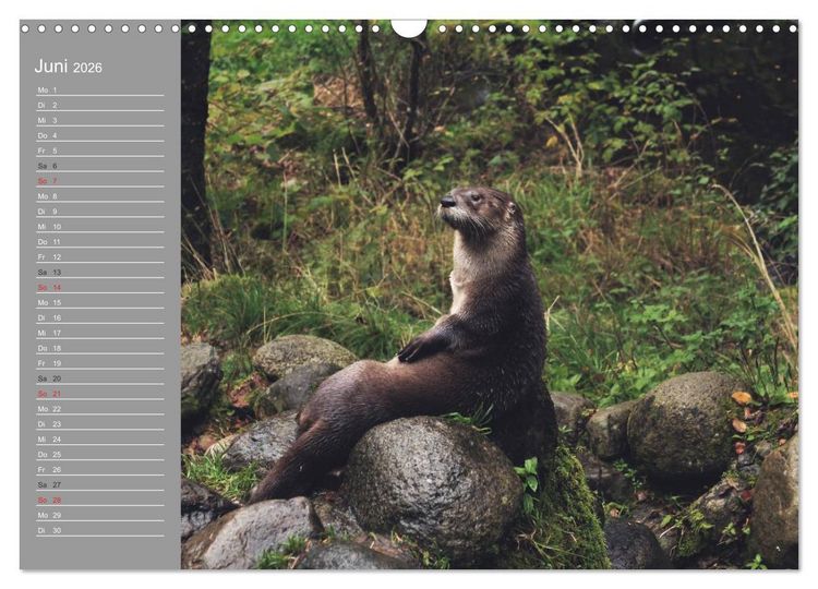 Produktbild: Otter. Frech, laut und clever (Wandkalender 2026 DIN A3 quer), CALVENDO Monatskalender