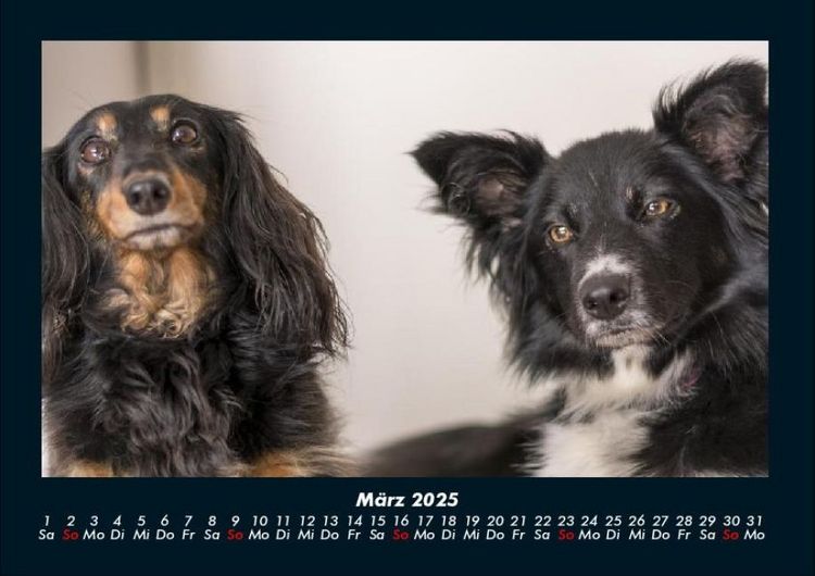 Produktbild: Der Hundekalender 2025 Fotokalender DIN A4