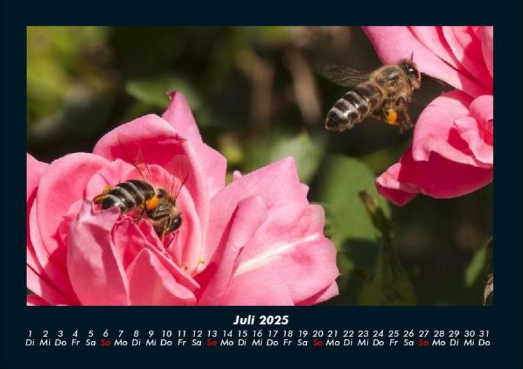 Produktbild: Rosen-Kalender 2025 Fotokalender DIN A4