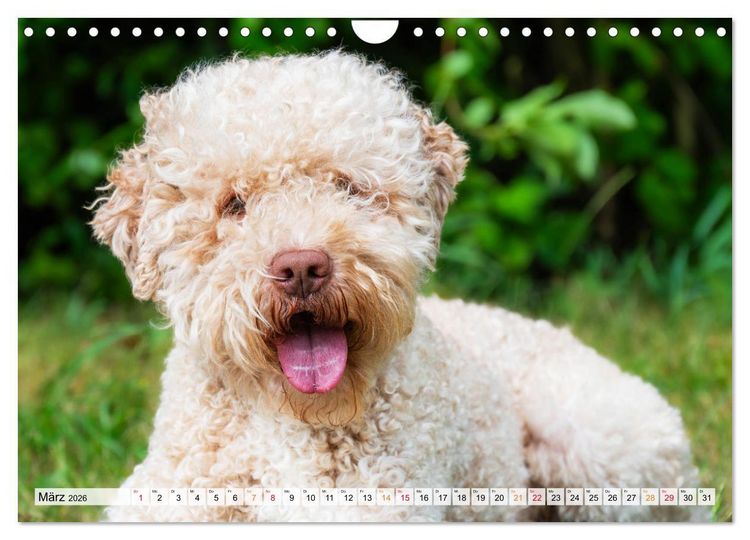 Produktbild: Lagotto Romagnolo - der Tr&uuml;ffelhund Italiens (Wandkalender 2026 DIN A4 quer), CALVENDO Monatskalender