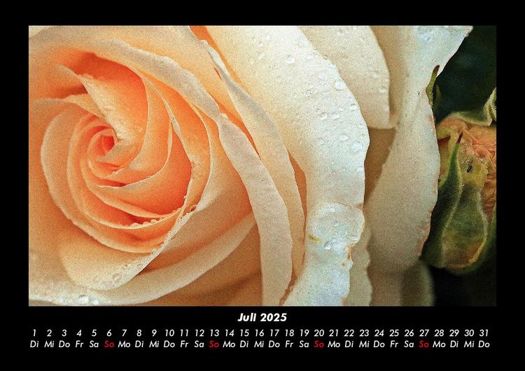 Produktbild: Rosen-Kalender 2025 Fotokalender DIN A3