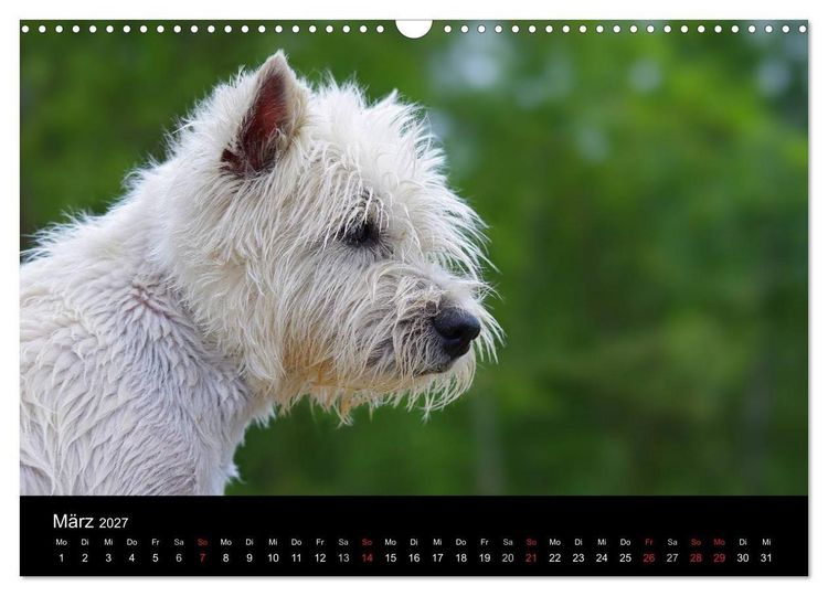 Produktbild: Katzen & Hunde (Wandkalender 2027 DIN A3 quer), CALVENDO Monatskalender
