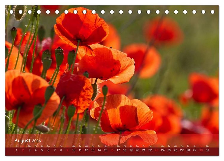 Produktbild: Mohntr&auml;ume (Tischkalender 2026 DIN A5 quer), CALVENDO Monatskalender