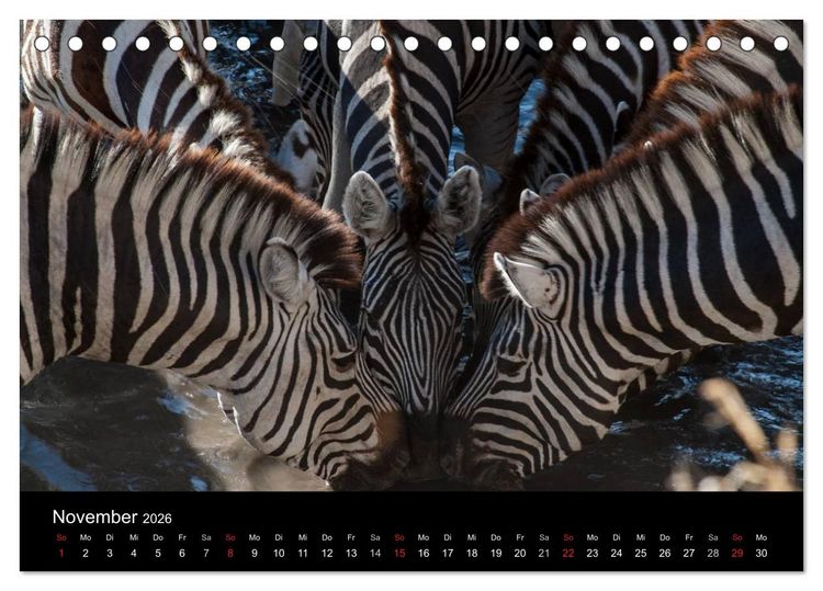 Produktbild: Zebras - Faszination der Streifen (Tischkalender 2026 DIN A5 quer), CALVENDO Monatskalender