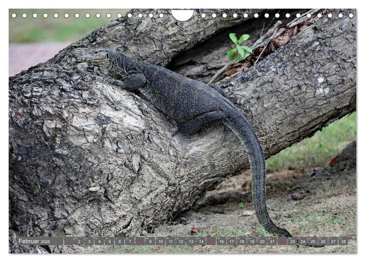 Produktbild: Im Regenwald von Borneo (Wandkalender 2026 DIN A4 quer), CALVENDO Monatskalender