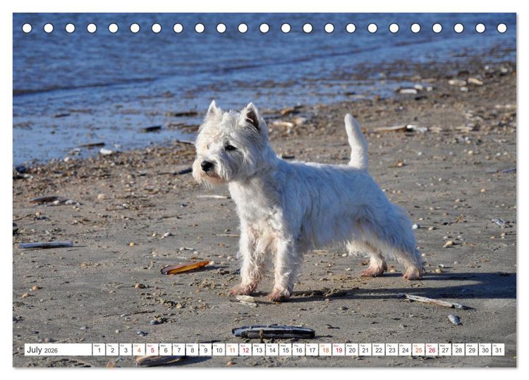 Produktbild: West Highland White Terrier - Your charming companion (Desk Calendar 2026 DIN A5 landscape), CALVENDO 12 Month DeskCalendar