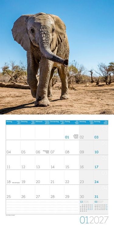 Produktbild: Elefanten Kalender 2027 - 30x30 - Art12
