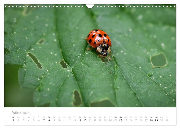 Produktbild: Marienk&auml;fer - kleine Gl&uuml;cksmomente (Wandkalender 2026 DIN A3 quer), CALVENDO Monatskalender