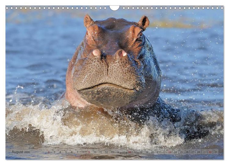 Produktbild: Flusspferde Magie des Augenblicks - Hippos in Afrika (Wandkalender 2026 DIN A3 quer), CALVENDO Monatskalender