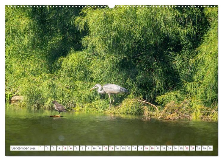 Produktbild: Wildv&ouml;gel 2026 (Wandkalender 2026 DIN A2 quer), CALVENDO Monatskalender