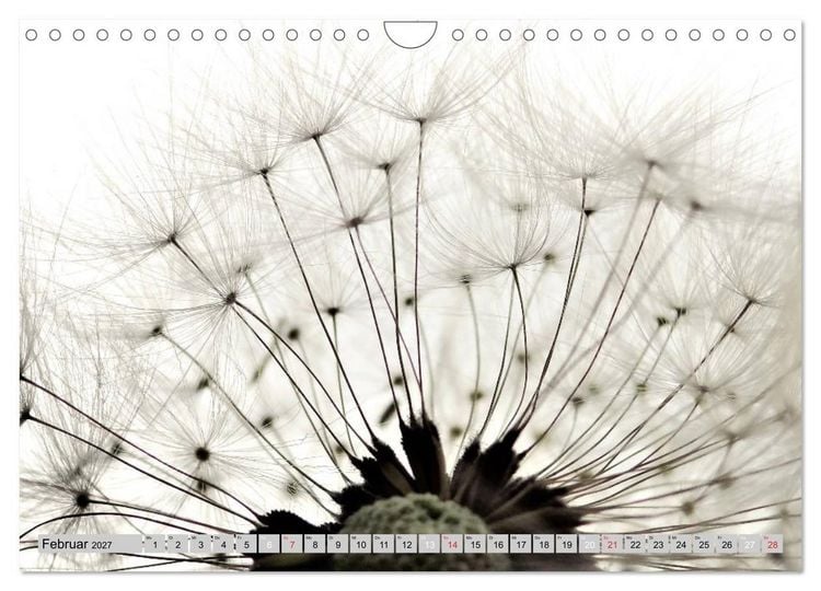 Produktbild: PusteblumenZauber (Wandkalender 2027 DIN A4 quer), CALVENDO Monatskalender