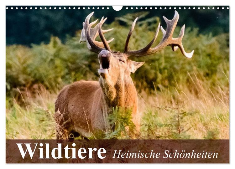Produktbild: Wildtiere. Heimische Sch&ouml;nheiten (Wandkalender 2026 DIN A3 quer), CALVENDO Monatskalender