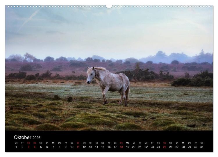 Produktbild: New Forest - England (Wandkalender 2026 DIN A2 quer), CALVENDO Monatskalender