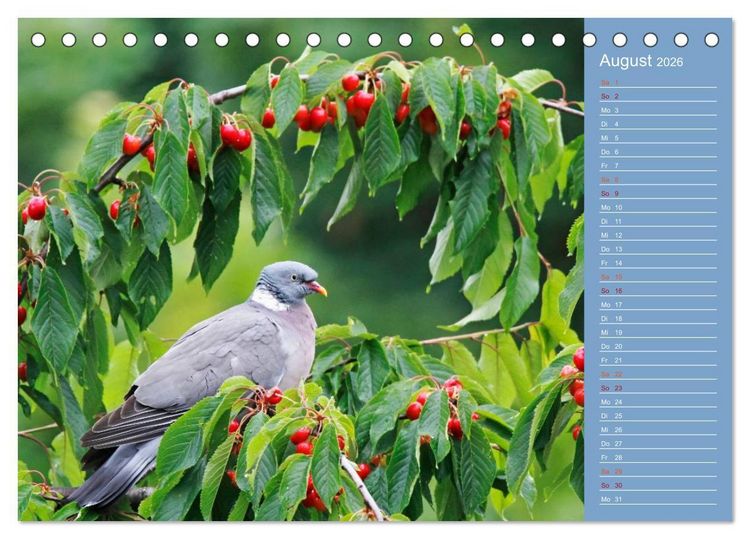 Produktbild: Gefiederte Gartenfreunde (Tischkalender 2026 DIN A5 quer), CALVENDO Monatskalender
