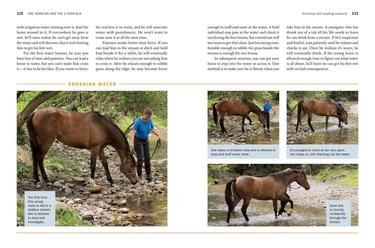 Produktbild: Storey's Guide to Training Horses, 3rd Edition