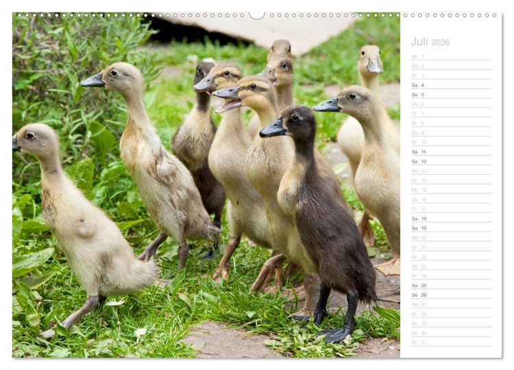Produktbild: Laufenten - tierisch liebenswerte Zeitgenossen (hochwertiger Premium Wandkalender 2026 DIN A2 quer), Kunstdruck in Hochglanz