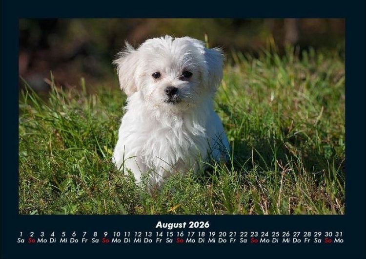 Produktbild: Welpen 2026 Fotokalender DIN A4