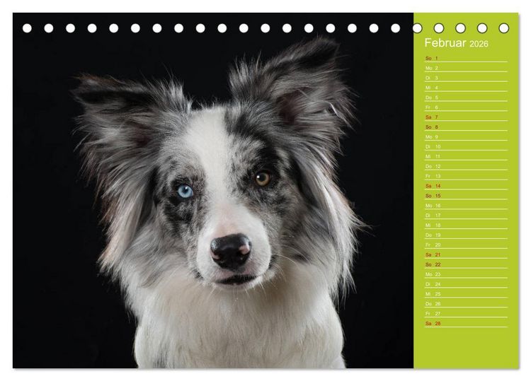 Produktbild: Border Collies - nicht nur schwarzwei&szlig; (Tischkalender 2026 DIN A5 quer), CALVENDO Monatskalender