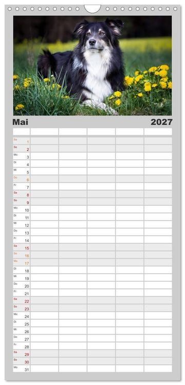 Produktbild: Familienplaner 2027 - Australian Shepherd - Traum auf vier Pfoten mit 5 Spalten (Wandkalender, 21 x 45 cm) CALVENDO