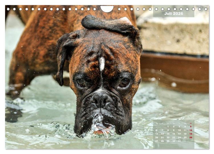 Produktbild: Einmal Boxer - immer Boxer (Wandkalender 2026 DIN A4 quer), CALVENDO Monatskalender
