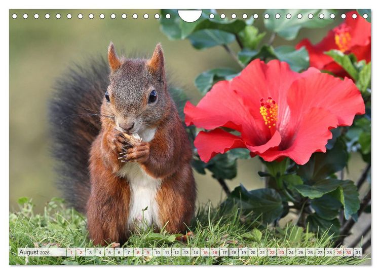 Produktbild: Besondere Augenblicke mit Eichh&ouml;rnchen (Wandkalender 2026 DIN A4 quer), CALVENDO Monatskalender