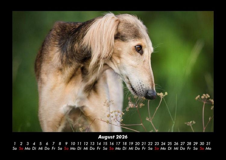 Produktbild: Hundezauber 2026 Fotokalender DIN A3