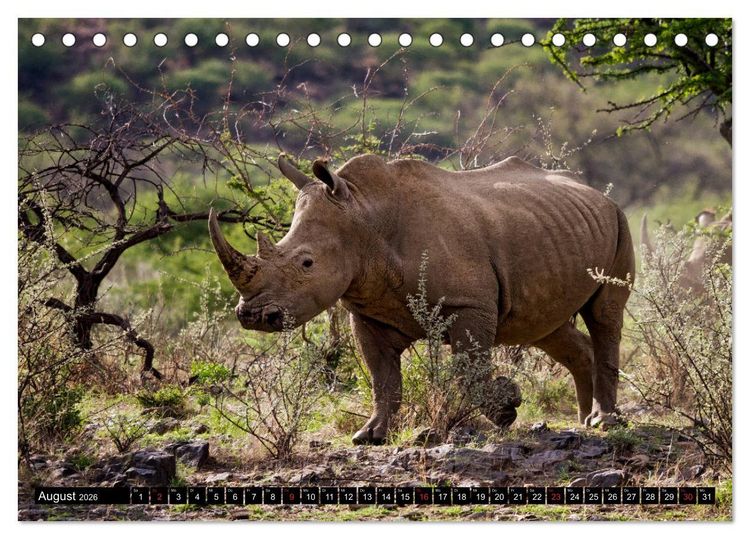 Produktbild: Afrikas Tierwelt: Nash&ouml;rner (Tischkalender 2026 DIN A5 quer), CALVENDO Monatskalender