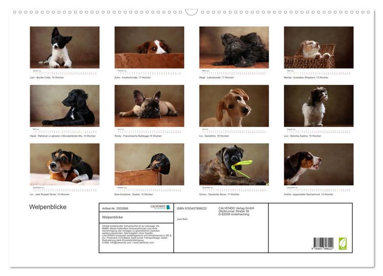 Produktbild: Welpenblicke (Wandkalender 2026 DIN A2 quer), CALVENDO Monatskalender