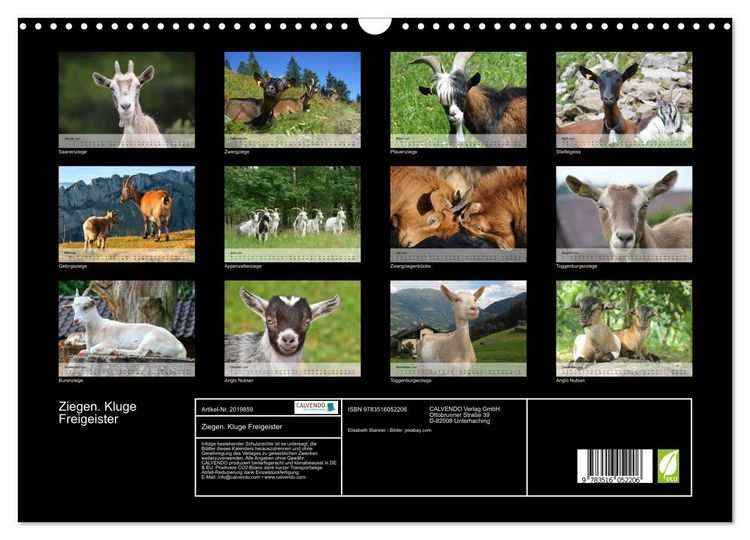 Produktbild: Ziegen. Kluge Freigeister (Wandkalender 2026 DIN A3 quer), CALVENDO Monatskalender