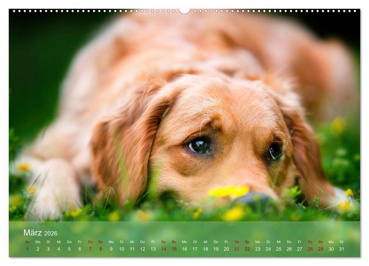Produktbild: Retriever - Mit DIR hol ich die Sterne vom Himmel (Wandkalender 2026 DIN A2 quer), CALVENDO Monatskalender