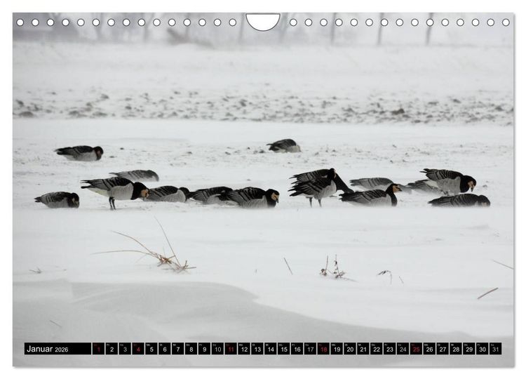 Produktbild: Gefiederte Sch&ouml;nheiten - Wildg&auml;nse in Norddeutschland (Wandkalender 2026 DIN A4 quer), CALVENDO Monatskalender
