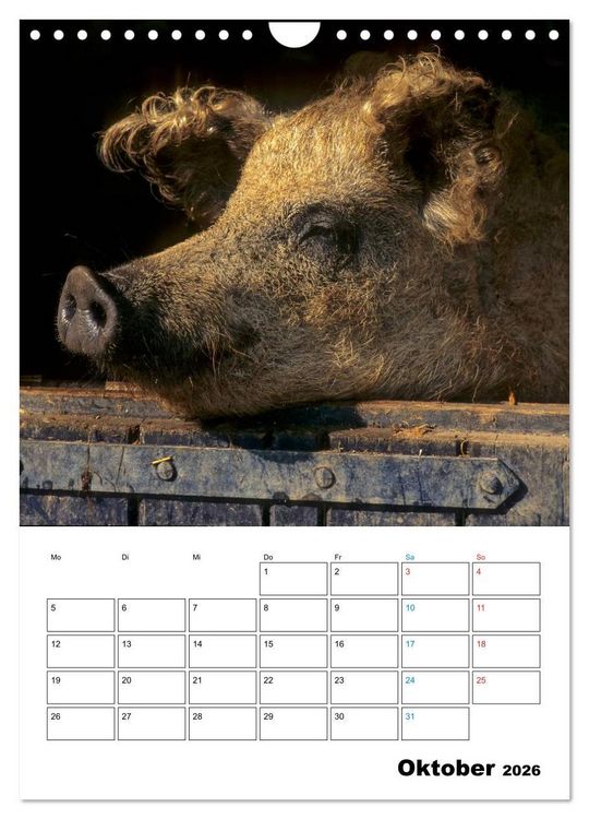 Produktbild: Schweine 2026 (Wandkalender 2026 DIN A4 hoch), CALVENDO Monatskalender