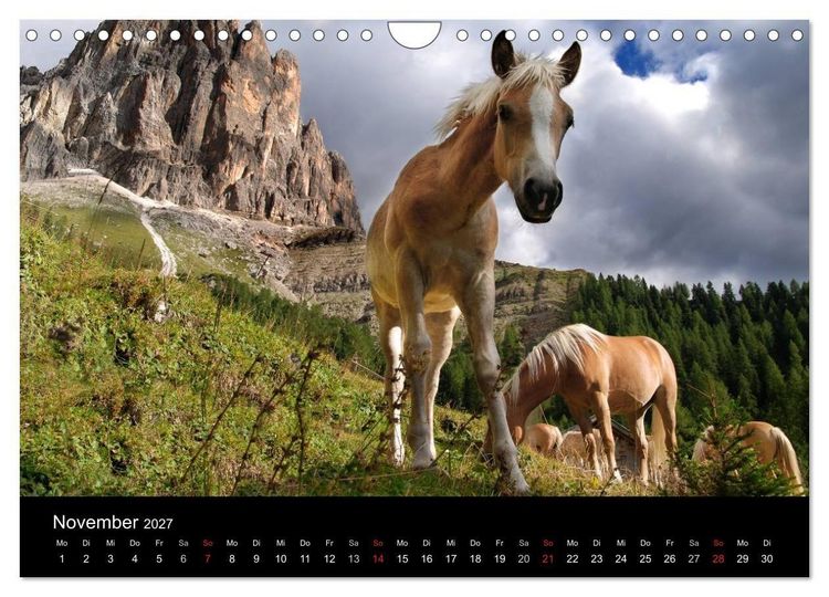 Produktbild: Wundersch&ouml;ne Haflingerwelt (Wandkalender 2027 DIN A4 quer), CALVENDO Monatskalender