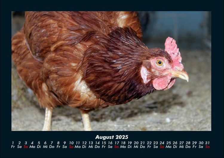 Produktbild: Tiere auf dem Bauernhof 2025 Fotokalender DIN A4