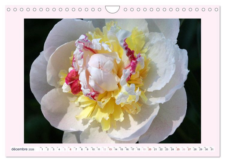 Produktbild: Pivoines - Roses sans &eacute;pines (Calendrier mural 2026 DIN A4 vertical), CALVENDO calendrier mensuel