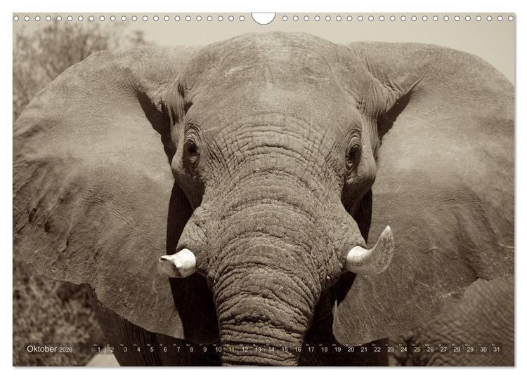 Produktbild: Botswana &ndash; Impressionen aus Afrika (Wandkalender 2026 DIN A3 quer), CALVENDO Monatskalender