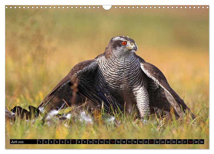 Produktbild: DER HABICHT, Des Falkners Allrounder (Wandkalender 2026 DIN A3 quer), CALVENDO Monatskalender
