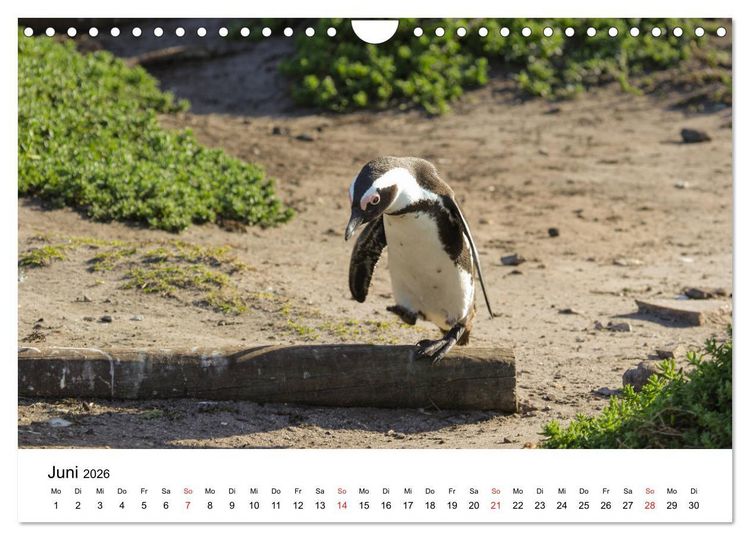 Produktbild: S&uuml;dafrika - Eine beeindruckende Tierwelt (Wandkalender 2026 DIN A4 quer), CALVENDO Monatskalender