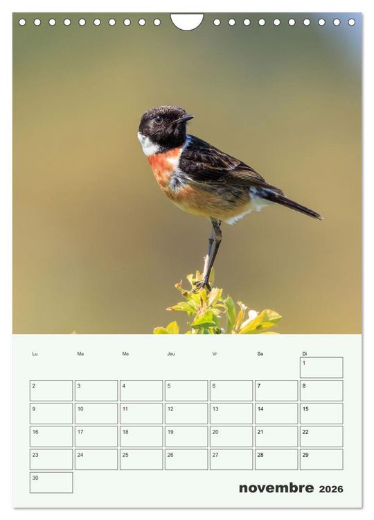 Produktbild: Voyage ornithologique (Calendrier mural 2026 DIN A4 horizontal), CALVENDO calendrier mensuel