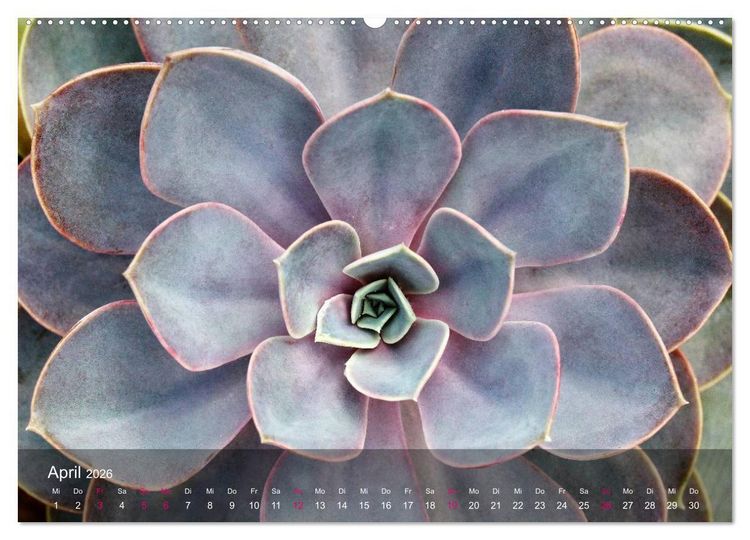Produktbild: Sukkulenten in Haus und Garten (Wandkalender 2026 DIN A2 quer), CALVENDO Monatskalender